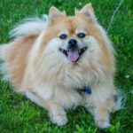 Causes, Symptoms and Treatment of Pomeranian Stress Syndrome Induced Colitis