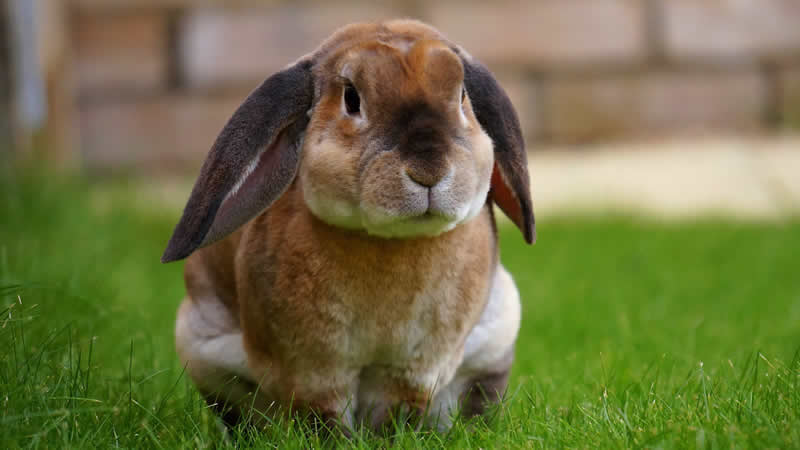 HOW IS RABBIT HAEMORRHAGIC DISEASEE TREATED