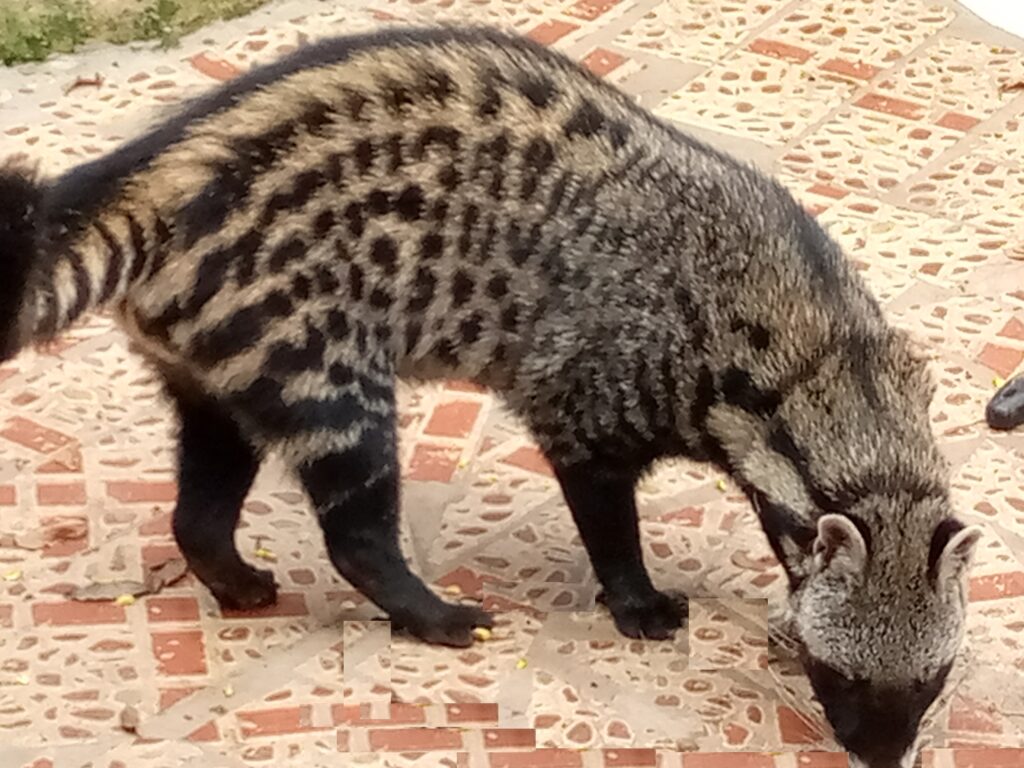 AFRICAN CIVET AS PET - EVERYTHING YOU NEED TO KNOW | Animal Tract