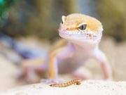 WHAT YOU NEED TO KNOW ABOUT GECKOS AS EXOTIC PETS!