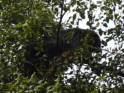 IS BINTURONG CIVET CAT GOOD FOR A PET?