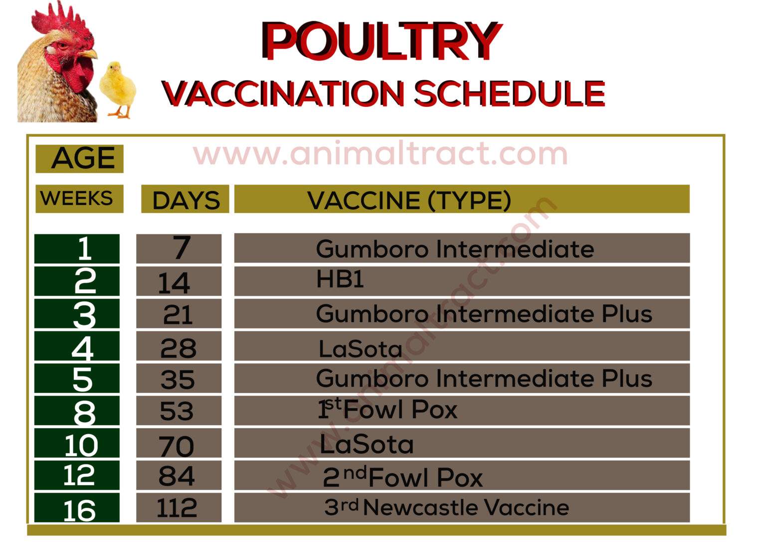poultry-vaccination-schedule-in-ghana-animal-tract