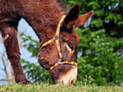 DONKEY TRADE; THE GLOBAL DEBATE.. …驴贸易;全球辩论