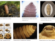 10 PROVEN STEPS TO TREAT MAGGOTS IN YOUR DOG AND OTHER PETS