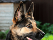 HOW CAN I KNOW THE WEIGHT OF MY DOG?