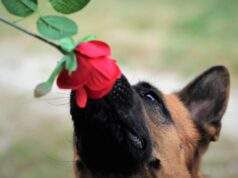 HOW MUCH OF YOUR SECRETES CAN DOGS SMELL?