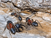 Facts About Queen Carpenter Ants
