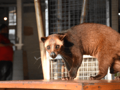 DISEASES IN CIVET CATS