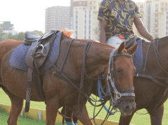 STEP-BY -STEP PROCEDURE FOR FLOATING THE TEETH OF HORSES