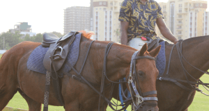 STEP-BY -STEP PROCEDURE FOR FLOATING THE TEETH OF HORSES
